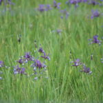Iris maritime - Iris reichenbachiana
