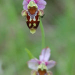 Ophrys bécasse - ophrys scolopax