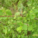 Petit Marsault - Salix aurita